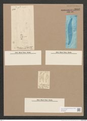 Pleurosigma sp. (de-Toni-Nr.: Genus 13) Zeichnungen Sammlung Grunow Nr. 2187 (NHMW-BOT-W0369257)